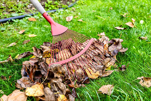 istock red leaf rake gathers fallen leaves on green lawn 2248068737