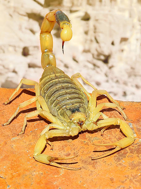istock Palestine yellow scorpion or Deathstalker 2248069905