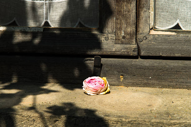 istock Pink rose in a window frame dark brown window frame in Uzerche in the summer sun 2248070048