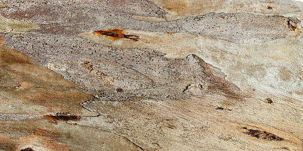 istock Detailed Natural Tree Bark Texture with Organic Cracks and Earthy Tones for Eco-Friendly Design and Rustic Nature Backgrounds, natural banner of bark sycamore close up, beige brown vivid color 2248070331