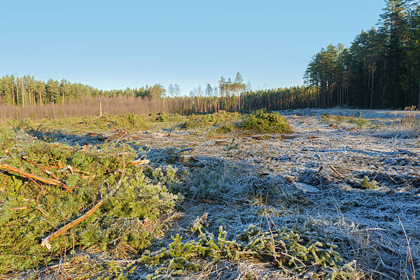 istock Deforested Forest Clearing with Frost and Deep Tire Tracks at Sunrise 2248070806