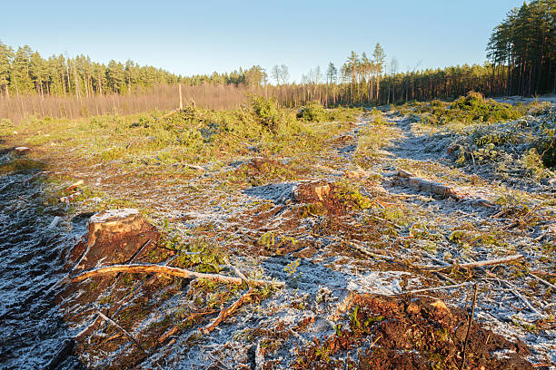 istock Deforested Forest Clearing with Frost and Deep Tire Tracks at Sunrise 2248070807
