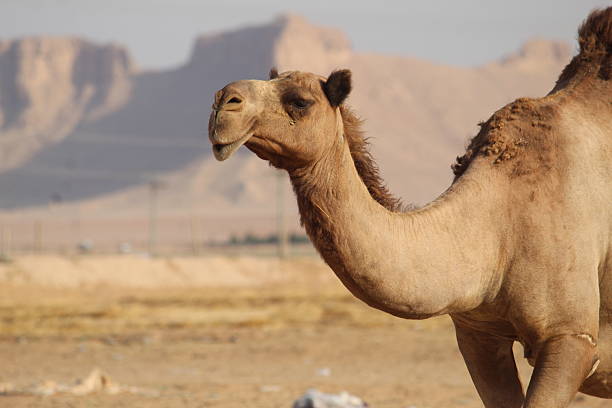 Close-up of an Algerian desert camel on black background