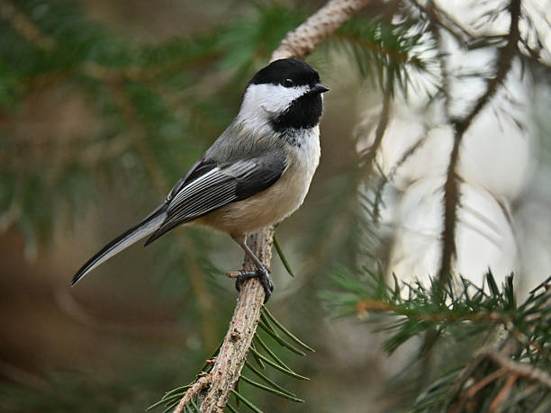 istock Black-capped chickadee in branches of thick evergreen 2248071106