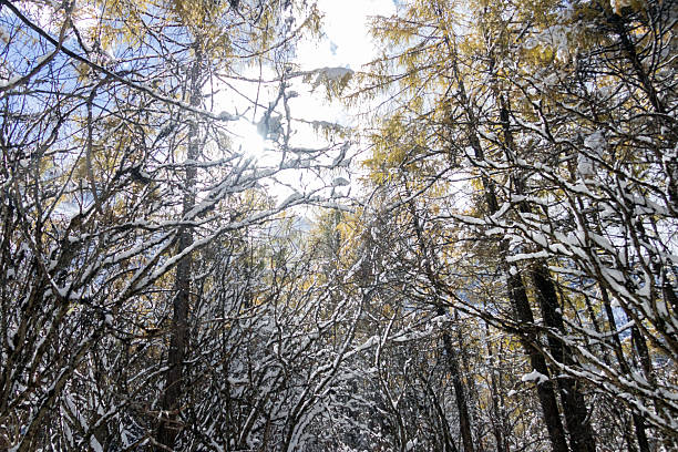A winter forest with sun filtering through snow covered larch branches creating peaceful light at Bipenggou, China.
