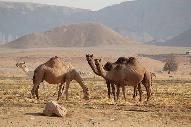 istock Majestic Dromedary Camel Standing in Golden Desert.. 2248071456