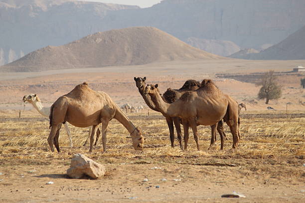istock Majestic Dromedary Camel Standing in Golden Desert.. 2248071520