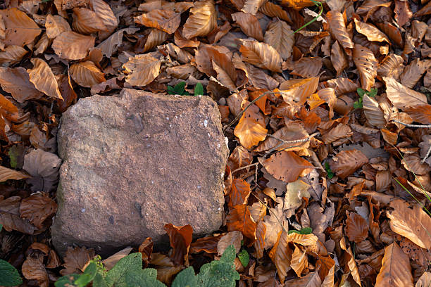 High angle view of a rough square reddish stone block lying on the ground surrounded by dry brown fallen beech leaves and small green plants