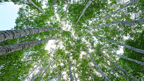 istock Top view of forests with green trees in spring 2248073027