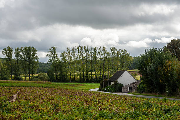 A farm house in a field with green cereals, one house in an agricultural field