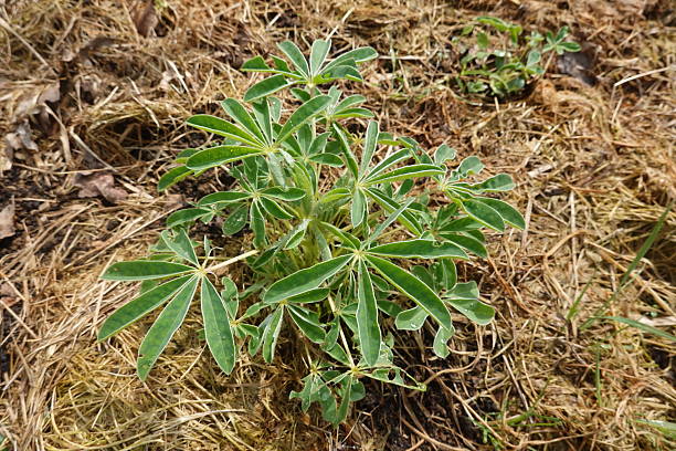 istock Young lupine plant growing in mulch 2248074720
