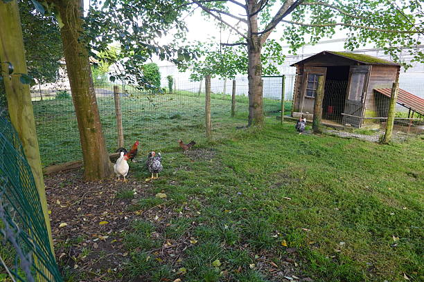 istock Free range chickens enjoying green grass in fenced backyard 2248074741