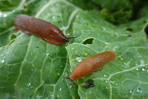 istock Slugs eating cabbage leaf in garden after rain 2248074756