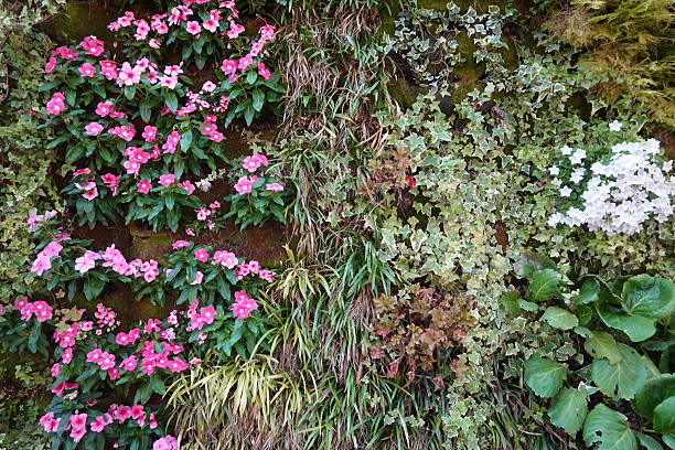 A vibrant display of lush greenery and vivid violet-pink flowers cascading over a garden wall. The sunlit Mediterranean foliage conveys an atmosphere of tranquility, nature's beauty, and Mediterranean allure.