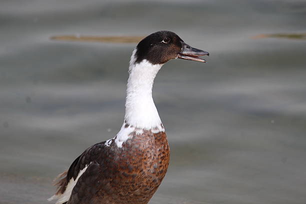 istock different types of ducks in water In wadi namar KSA 2248075451