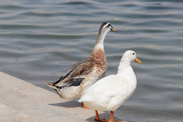 Ducks are semi-aquatic birds characterized by their short necks, broad, flat bills, and webbed feet, which help them swim and live in habitats like ponds, lakes, and marshes. They are omnivores, eating a varied diet of plants, insects, and small fish. Most have waterproof feathers and males, called drakes, often display bright, colorful