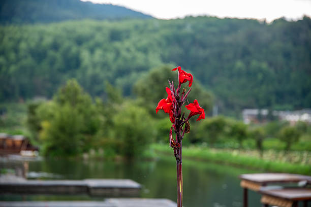Flower in front of a small river