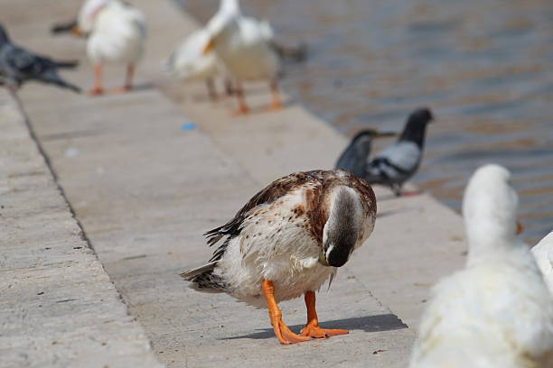 Ducks are semi-aquatic birds characterized by their short necks, broad, flat bills, and webbed feet, which help them swim and live in habitats like ponds, lakes, and marshes. They are omnivores, eating a varied diet of plants, insects, and small fish. Most have waterproof feathers and males, called drakes, often display bright, colorful