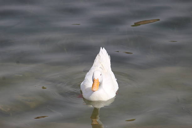 istock different types of ducks in water In wadi namar KSA 2248075755