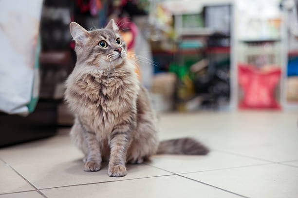 istock Cat with beautiful gray fur in pet shop. Space for text 2248076189