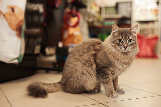 istock Cat with beautiful gray fur in pet shop 2248076207