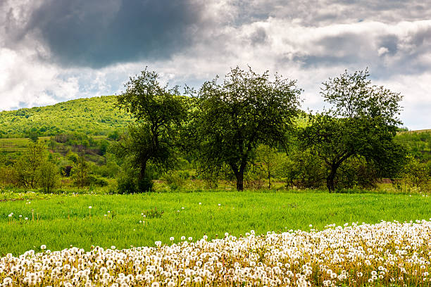 A low angle view of wild flowers