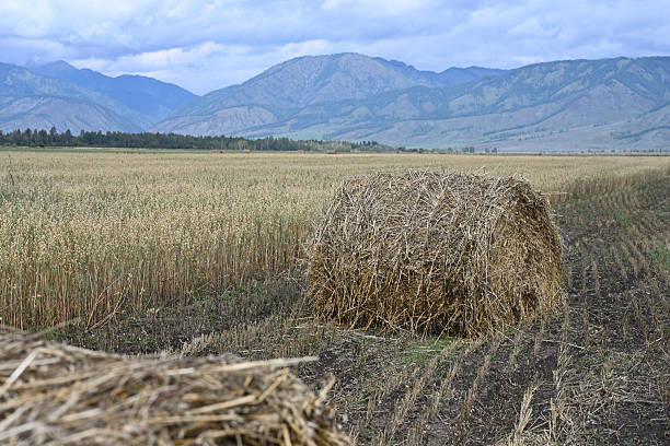 Stacked Hay Bales on agriculture farm