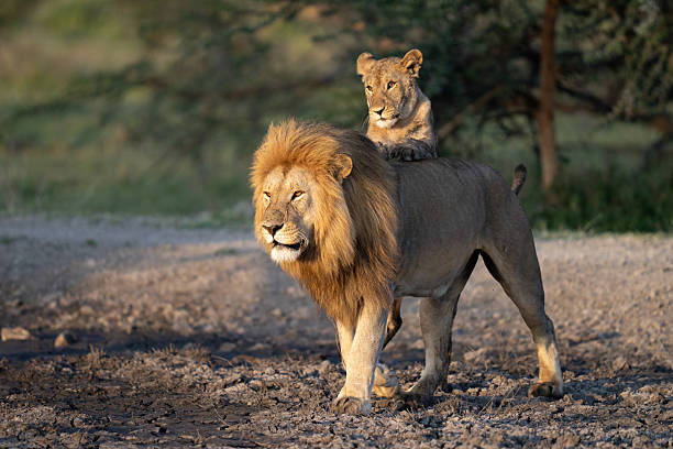 istock Lion cub standing up with paws on a male's back 2248077932