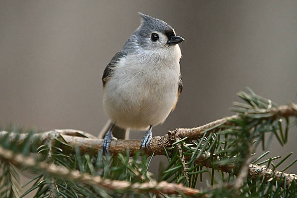 Tufted titmouse on evergreen branch in autumn New England. A forest bird of the eastern U.S. that can become very trusting at bird feeders, sometimes even landing on an open hand to take seeds.