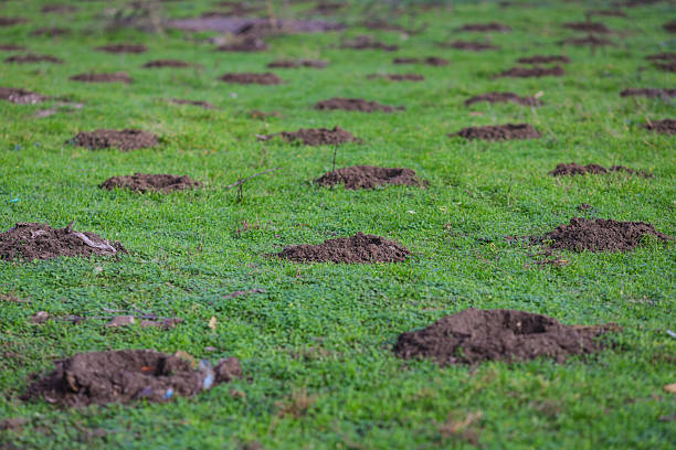 istock Holes in the ground (with some garbage around) for trees to be planted in 2248079271