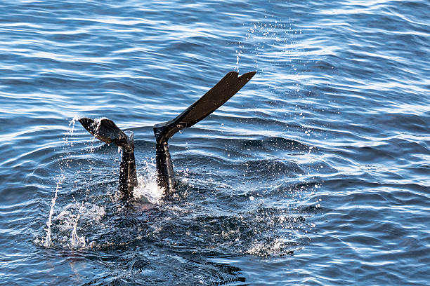 View of a diver's flippers in the water