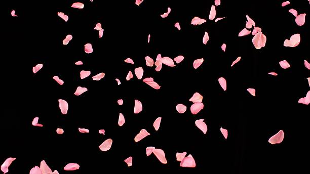 istock Super Slow Motion of Flying Pink Rose Petals 2248080562