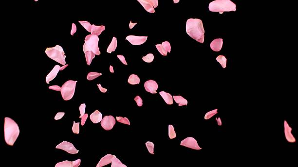 istock Super Slow Motion of Flying Pink Rose Petals 2248080583