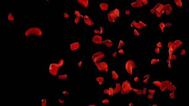 istock Super Slow Motion of Flying Red Rose Petals 2248080680