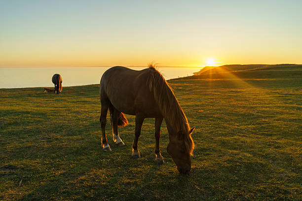istock Horses at sunset at Ales Stenar in Sweden on a summer evening 2248080768