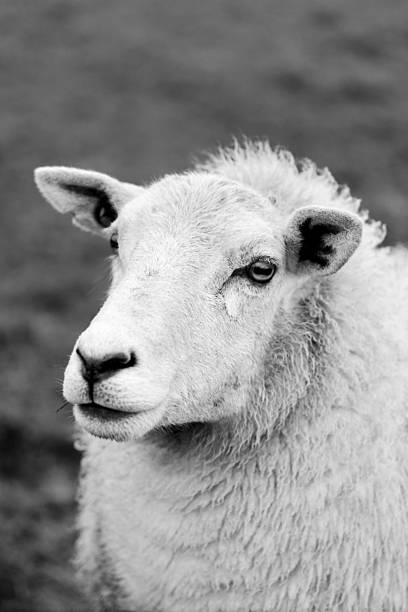 istock Close-Up Sheep Portrait 2248080781