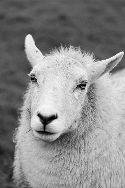 istock Farm Animal Portrait 2248080783