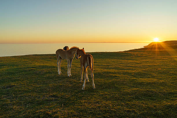 istock Horses at sunset at Ales Stenar in Sweden on a summer evening 2248080800