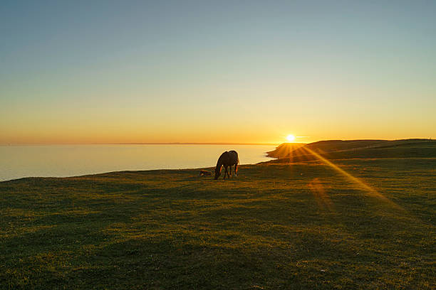 istock Horses at sunset at Ales Stenar in Sweden on a summer evening 2248080833