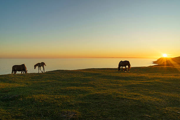 istock Horses at sunset at Ales Stenar in Sweden on a summer evening 2248080871
