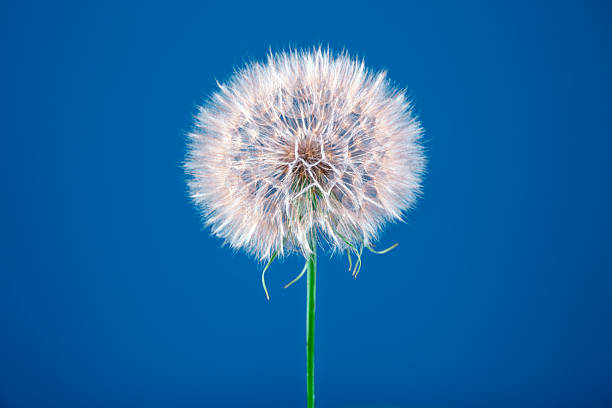 A single flower with a stem is the main focus of the image. The flower is white and is standing tall in the blue sky. Concept of simplicity and beauty