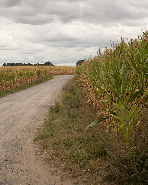 Gravel road cuts through golden cornfields stretching towards horizon under dramatic cloudy sky, creating serene agricultural landscape
