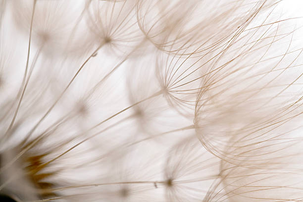 istock The image is of a flower with a white background 2248082559