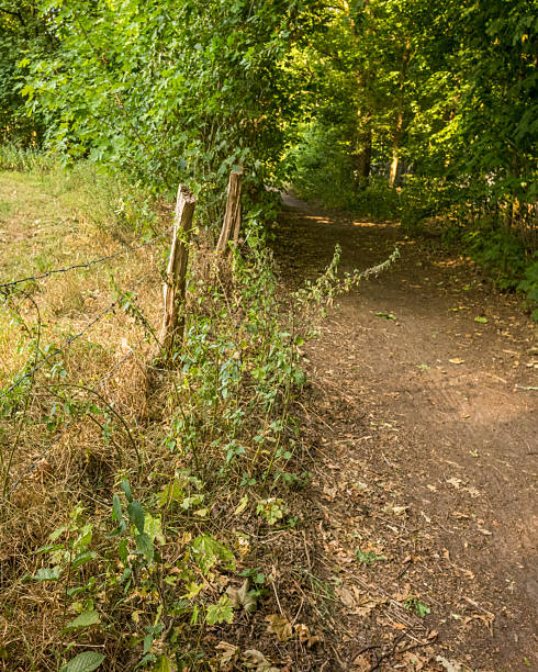 istock Old wooden fence with barbed wire separating grass field and forest path 2248082604