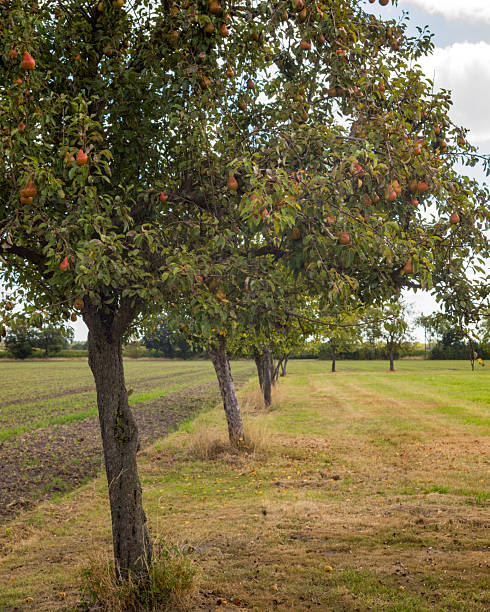Big, old, blossoming pear trees in spring in an idyllic meadow orchard with yellow flowers