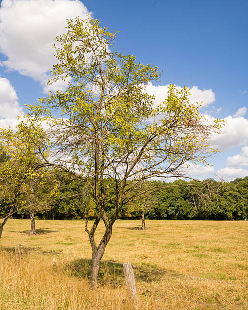 istock Apple tree growing in dry meadow under cloudy sky during summer day 2248082647