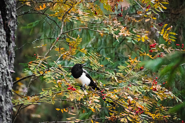 Magpie on bare tree against blue sky