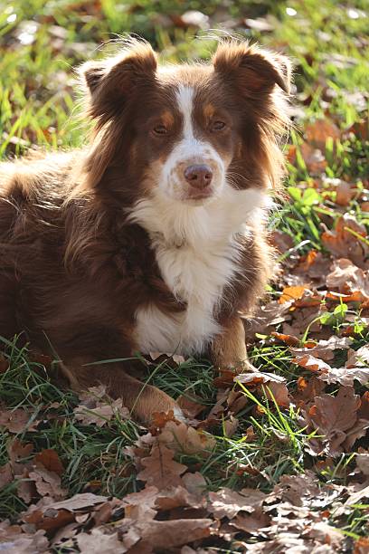 istock Brown and white dog lying in autumn leaves 2248086234