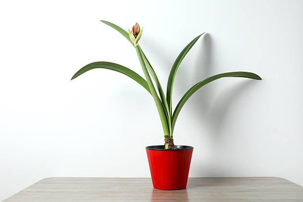 Large amaryllis bulb with roots isolated on white background