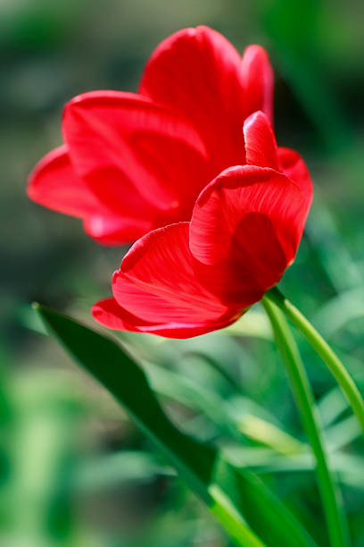 Red tulips in spring garden